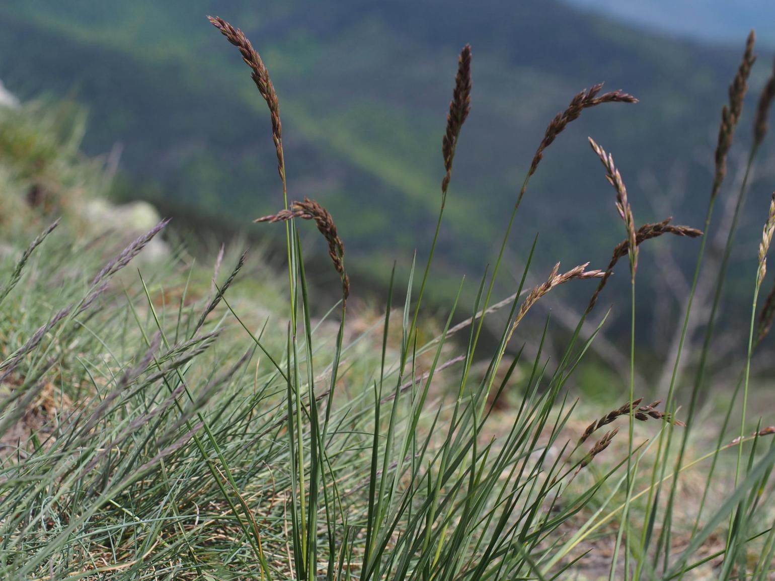 Fescue, (Loose-clustered)